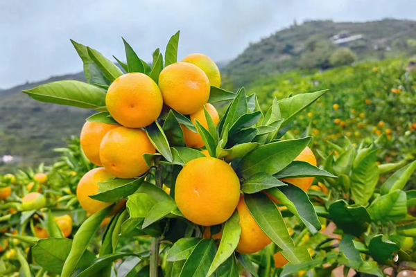 城固蜜桔
