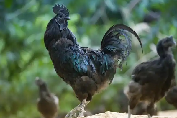 略阳乌鸡