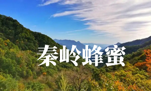 秦岭蜂蜜网